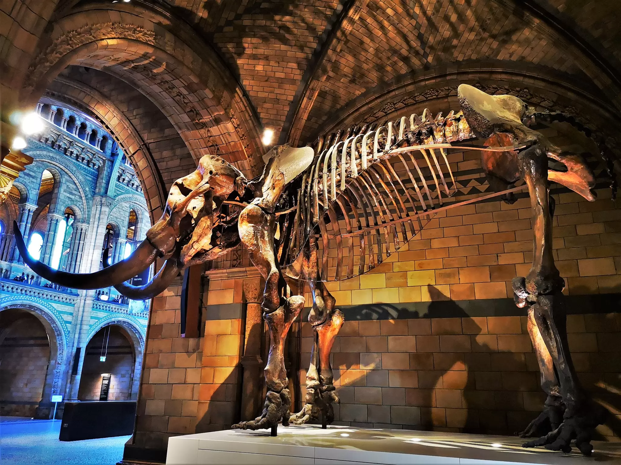 A mastodon skeleton with huge tusks at the Natural History Museum in London.