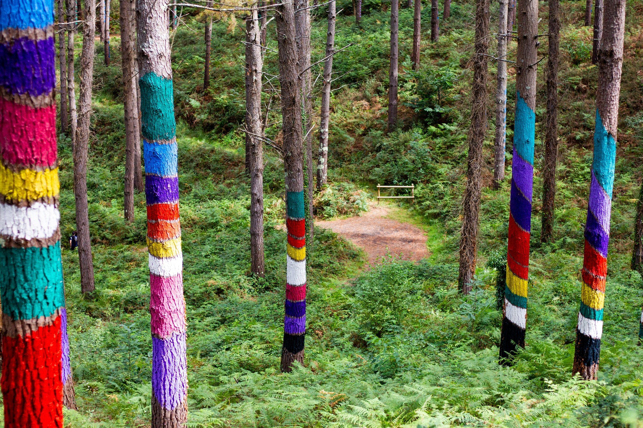 View of colorfully painted trees in the Oma Forest near Bilbao, Spain.