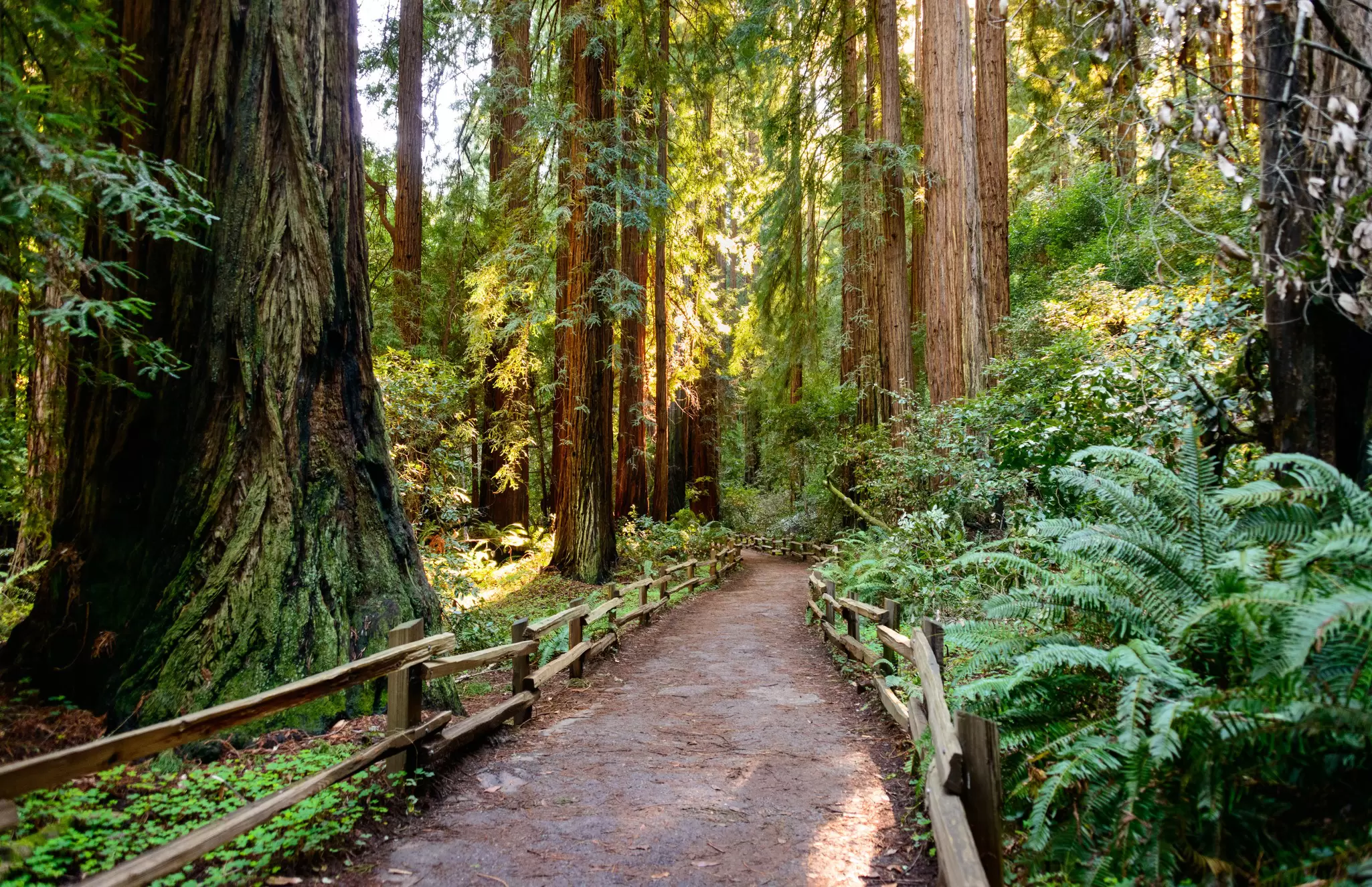 Hiking trails through giant redwoods in Muir forest