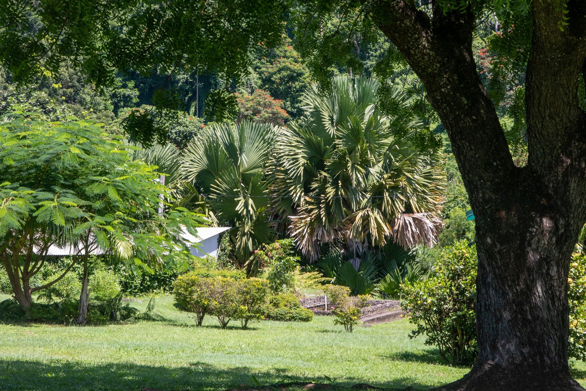 Mown lawn and flowering shrubs with tall fan palms and a forested hillside behind, framed by a tree.
