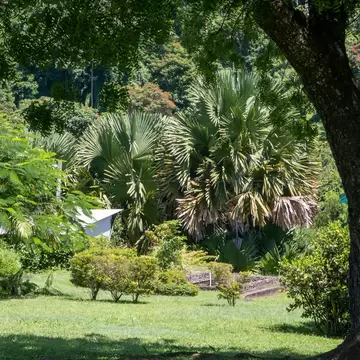 Mown lawn and flowering shrubs with tall fan palms and a forested hillside behind, framed by a tree.