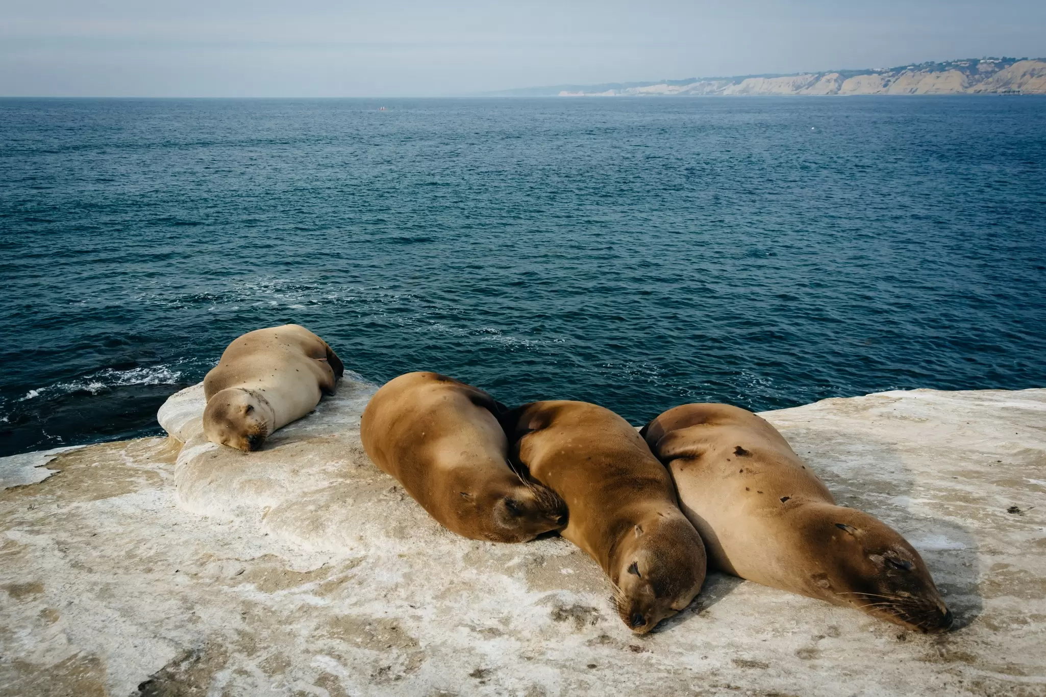 Sea lions sunbathe on a La Jolla cliff. Jon Bilous/Shutterstock