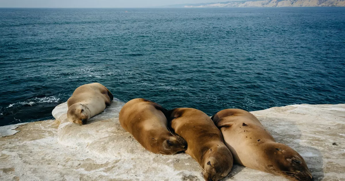 A guide to La Jolla, San Diego - Lonely Planet