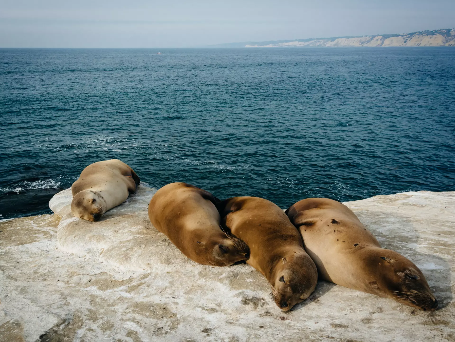 Sea lions sunbathe on a La Jolla cliff. Jon Bilous/Shutterstock
