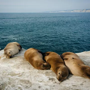 Sea lions sunbathe on a La Jolla cliff. Jon Bilous/Shutterstock