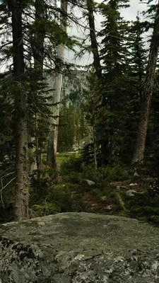 A clearing in the pines at the trail's end