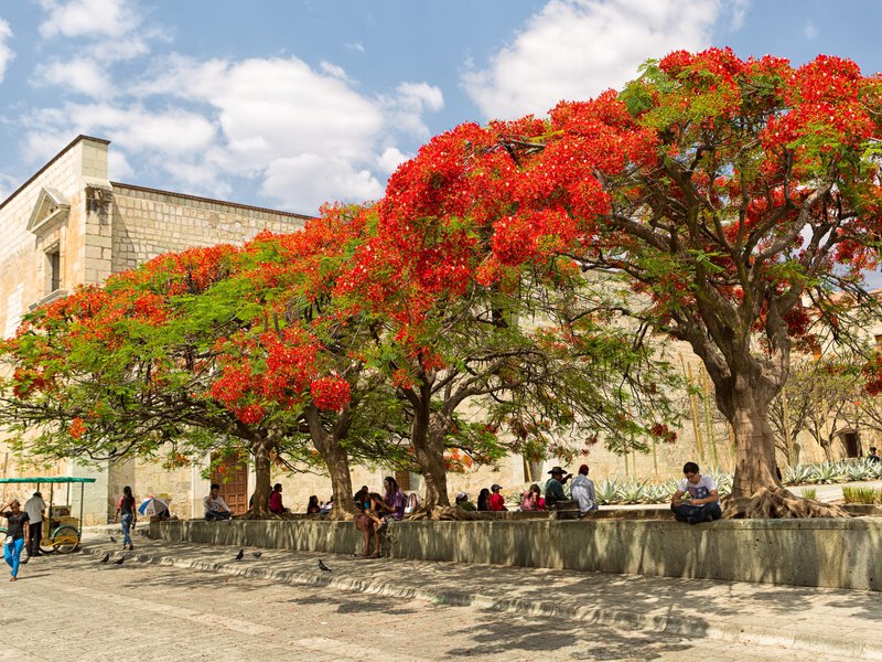 April 4, 2014 Oaxaca, Mexico: people cooling off in the shade of a large flowering tree on a hot day in front of Santo Domingo church in historic town center