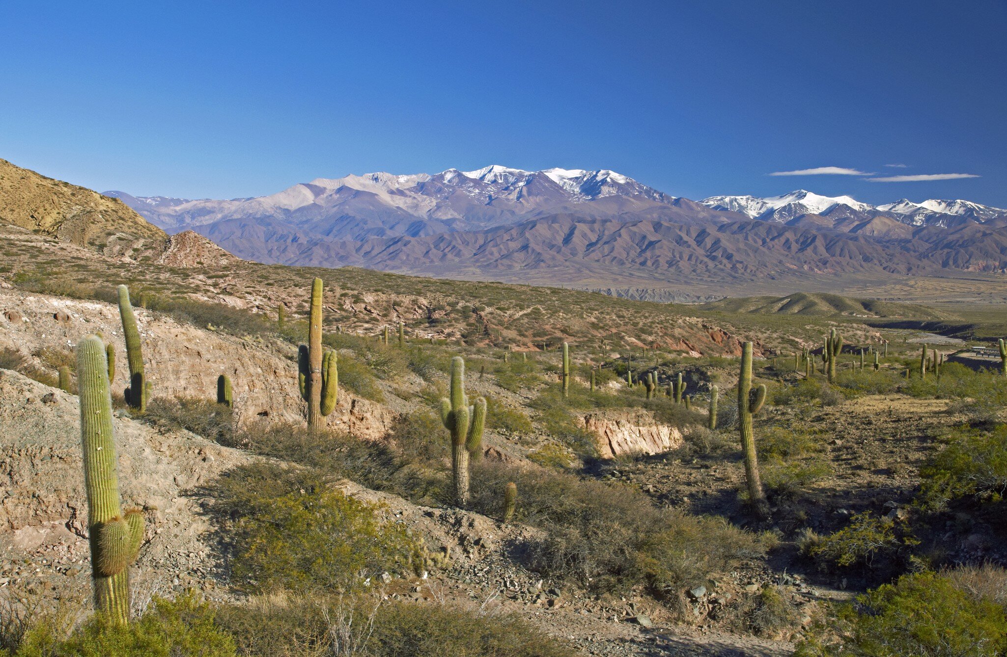 View of cacti and mountain range in Los Cardones national park, northern Argentina.