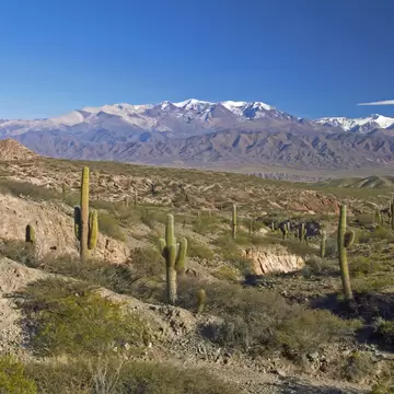 View of cacti and mountain range in Los Cardones national park, northern Argentina.