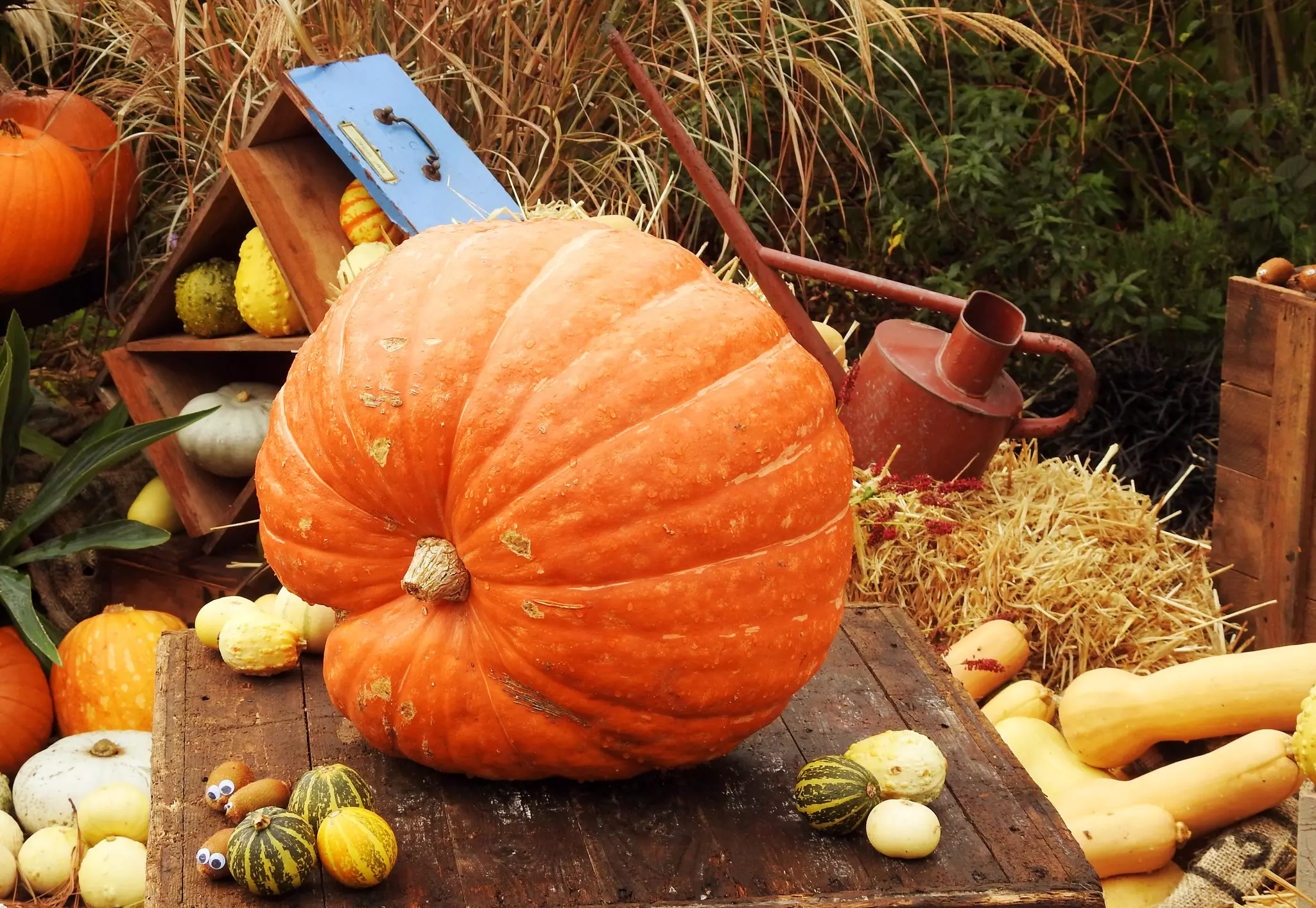 Pumpkins in the National Botanic Gardens, Dublin.