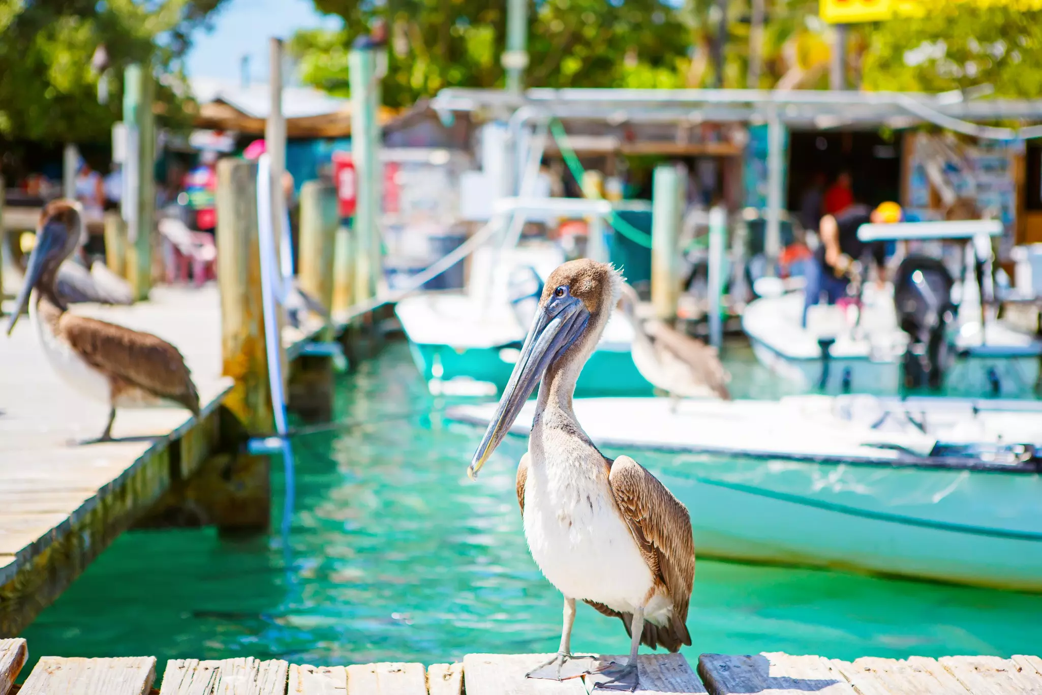 Pelicans on a dock with boats floating in the background