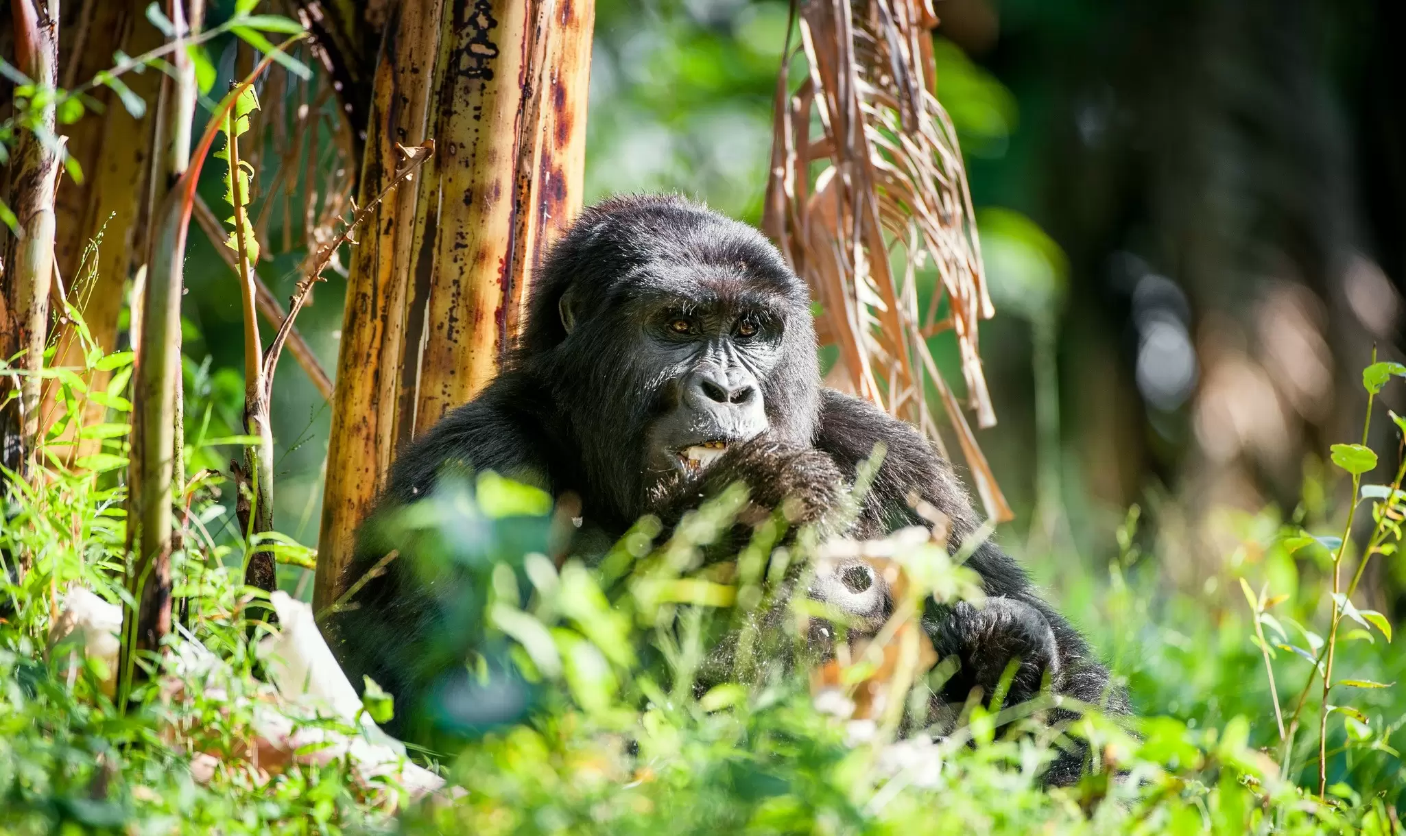 A mountain gorilla in the forests of Rwanda