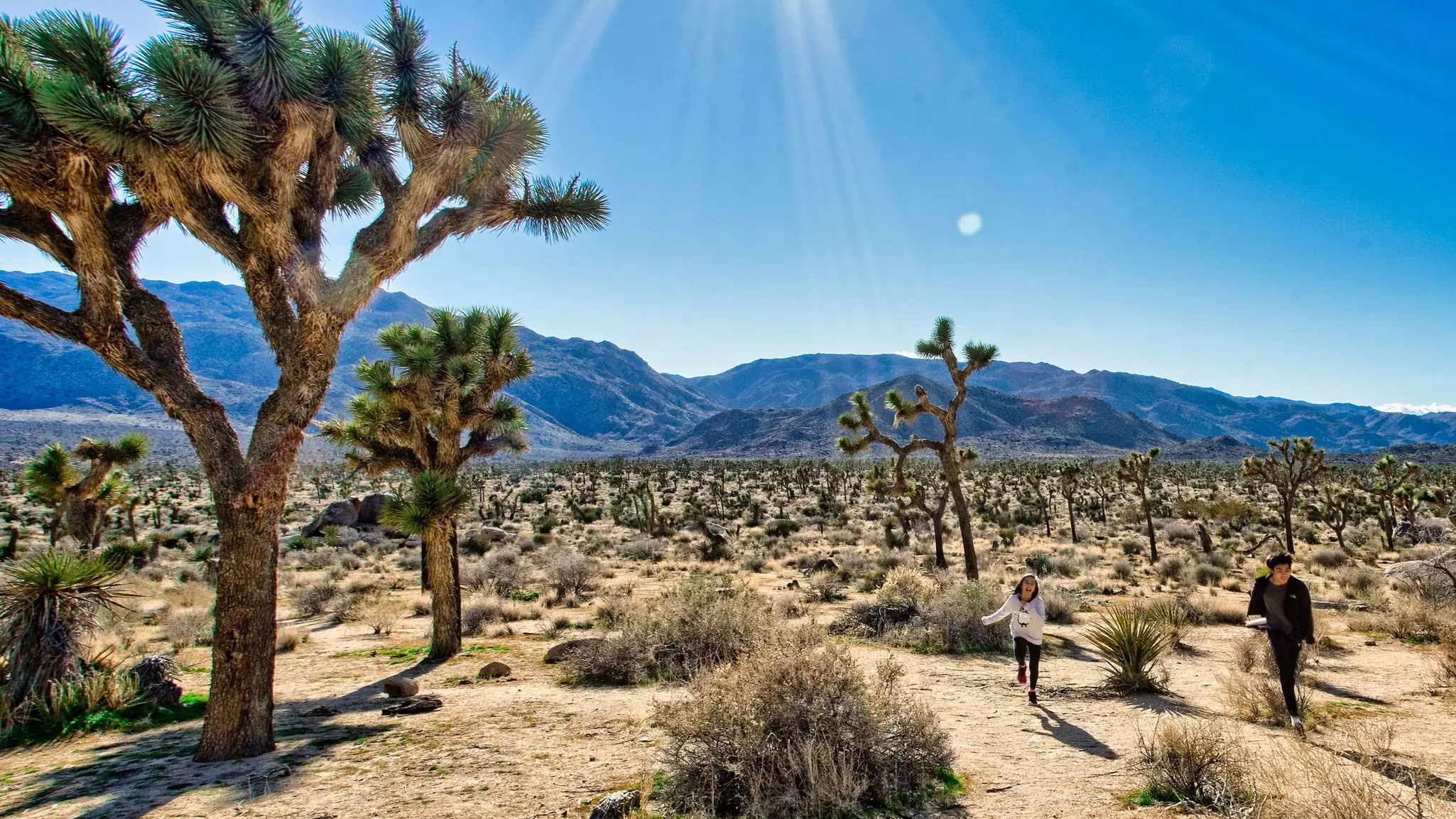 Joshua Tree National Park is an essential landmark, where the whole family can learn about desert climates © Gary Besinga / Shutterstock