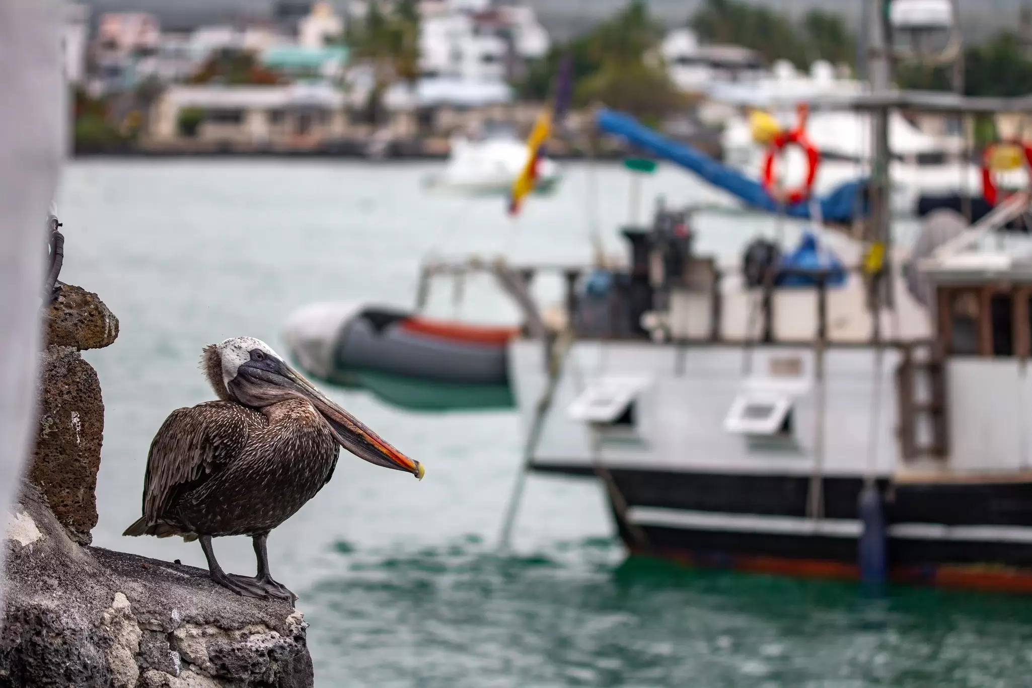 A pelican sits on a rock with boats in the background at the port at Puerto Ayora, Santa Cruz Island, the Galápagos Islands
