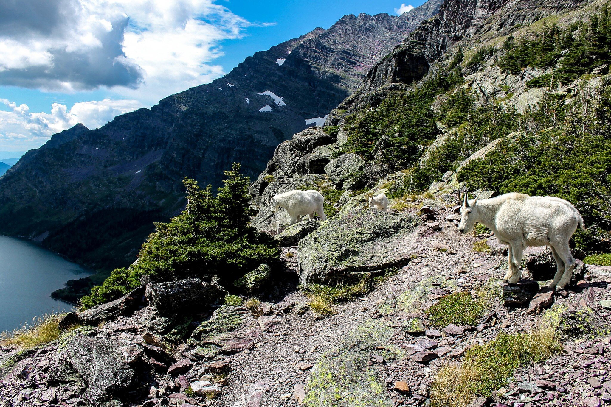 A family of goats near Gunsight Pass in Glacier National Park