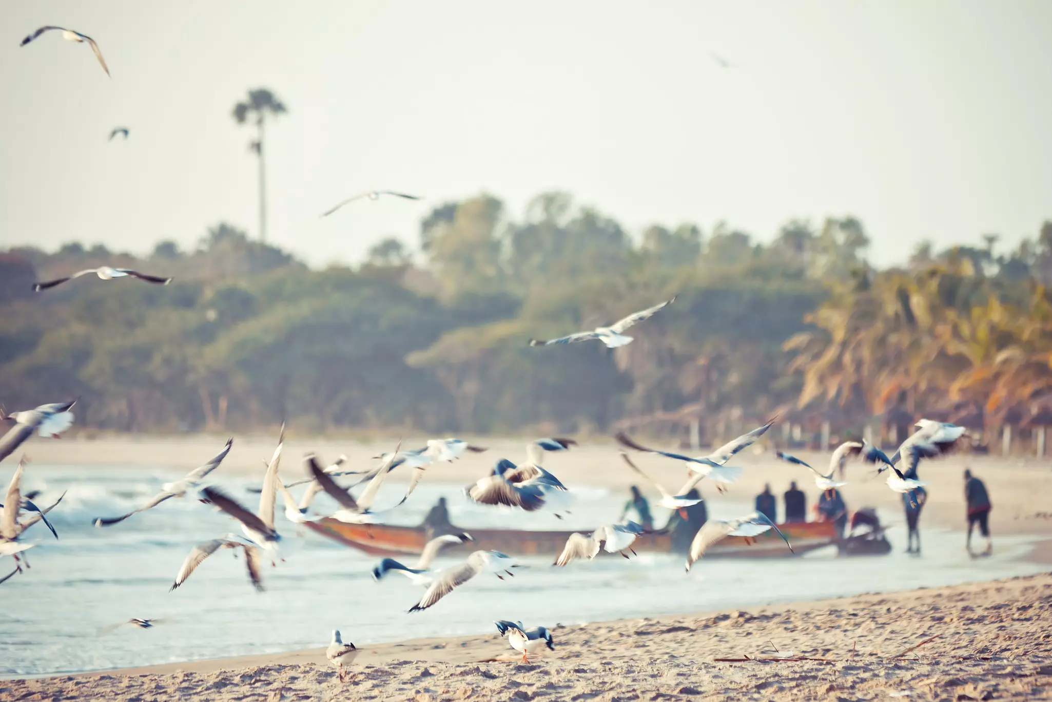 Gambian fishing boat at the beach, sea birds flying around.Sanyang beach, The Gambia, West Africa