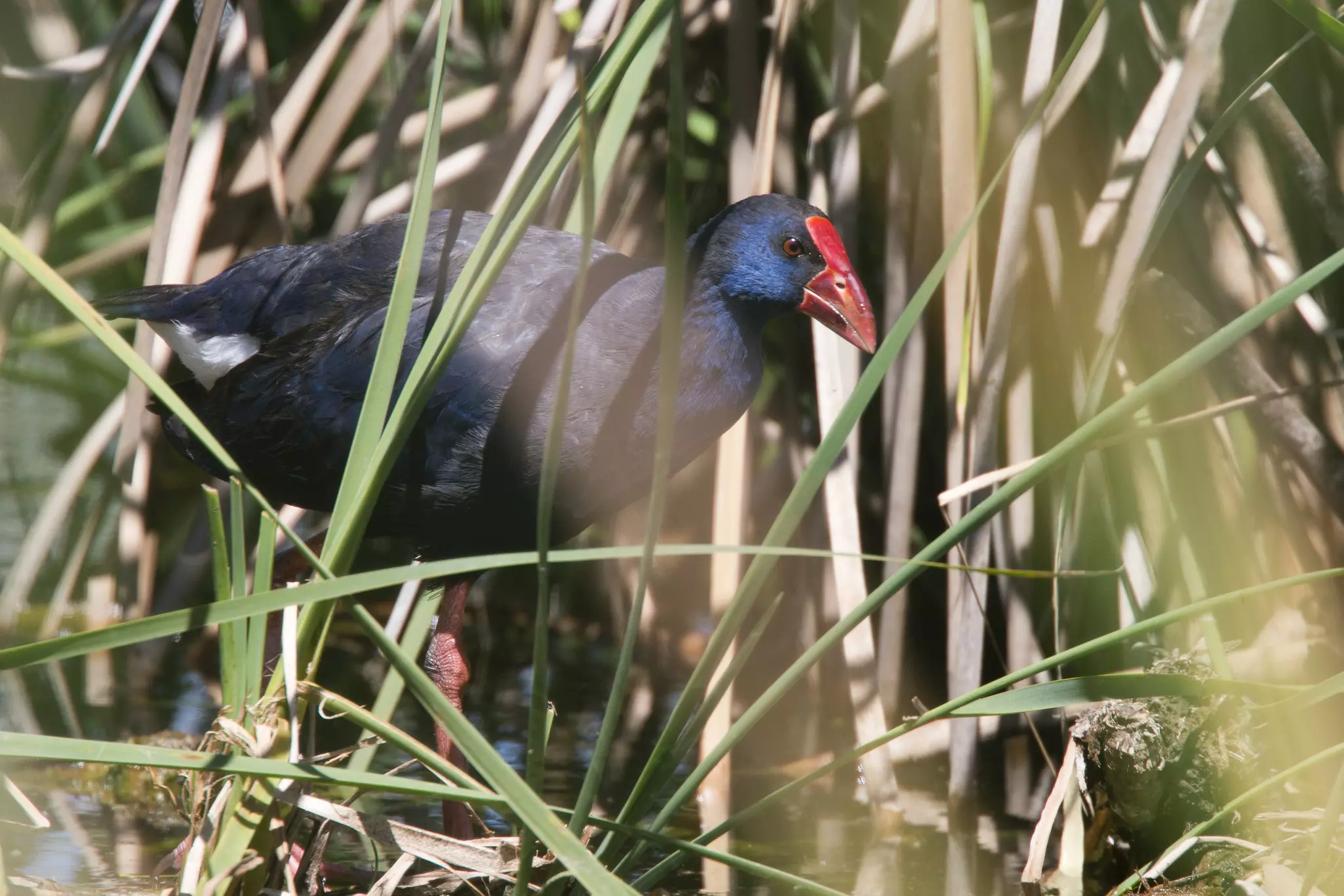 A dark bird with feathers in shades of indigo and black and a red beak wades through reeds in the Algarve, Portugal.