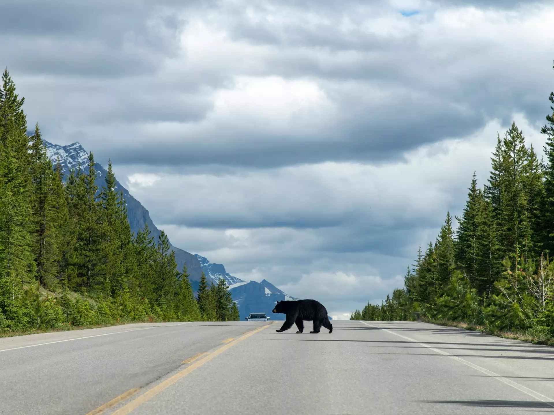 A black bear is seen crossing a wide highway in a forested area.