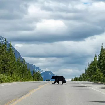 A black bear is seen crossing a wide highway in a forested area.