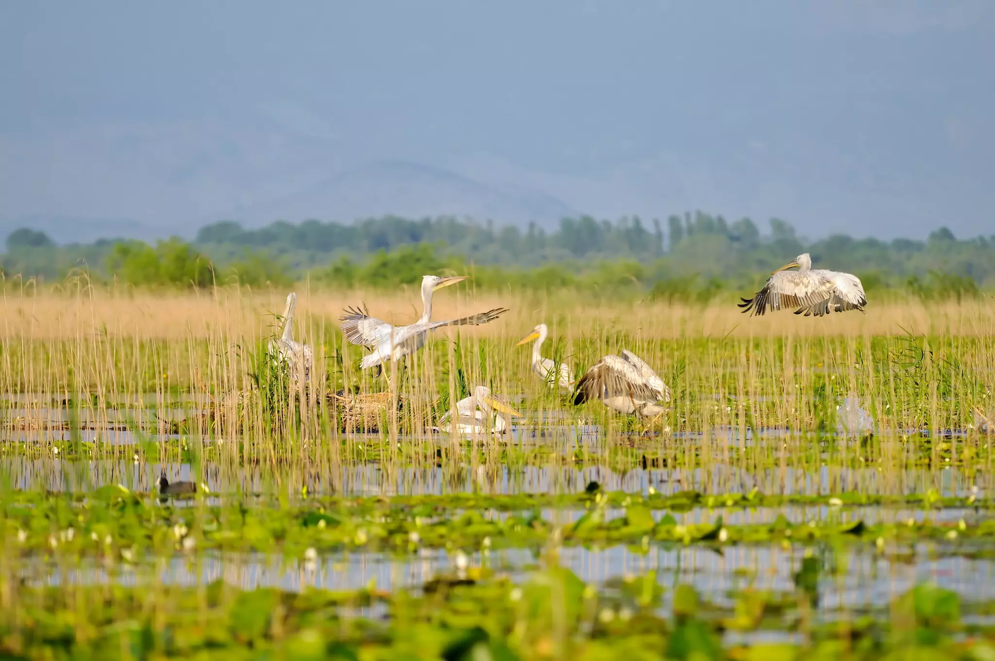 Birds at a wetland in Montenegro.