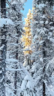 Snow-covered evergreen trees in Fairbanks, Alaska, illuminated by winter sunlight.