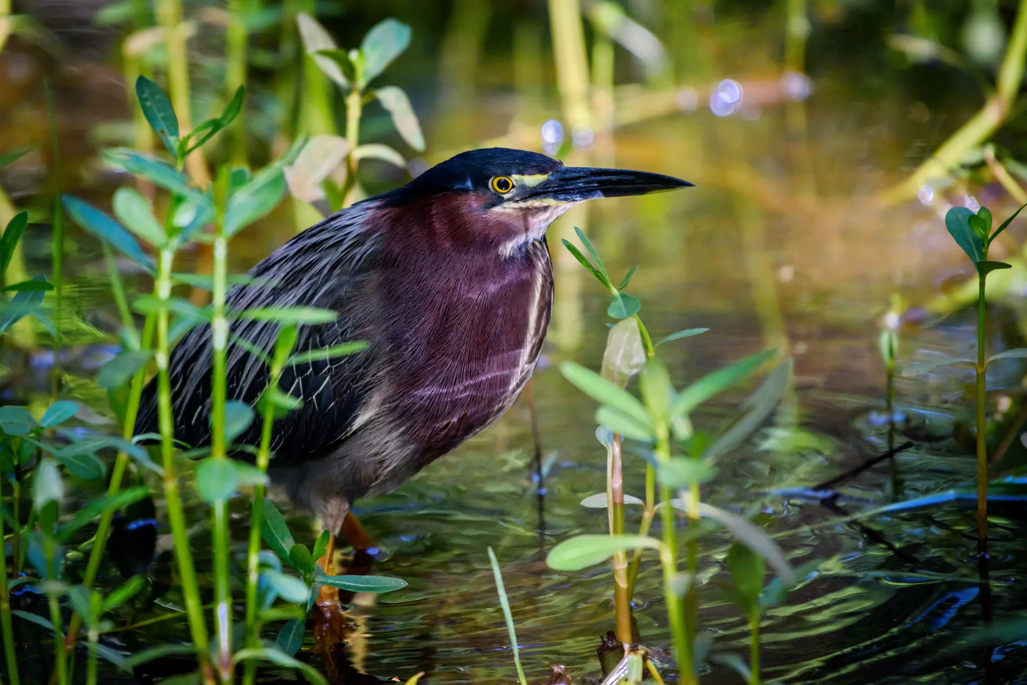 A Green Heron in the water on Dauphin Island, Alabama