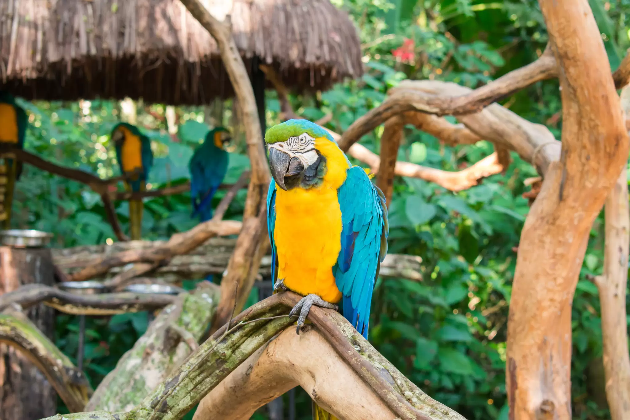 View of a blue-and-yellow macaw at the Bird Park, popular tourist destination near the Iguazu Falls.