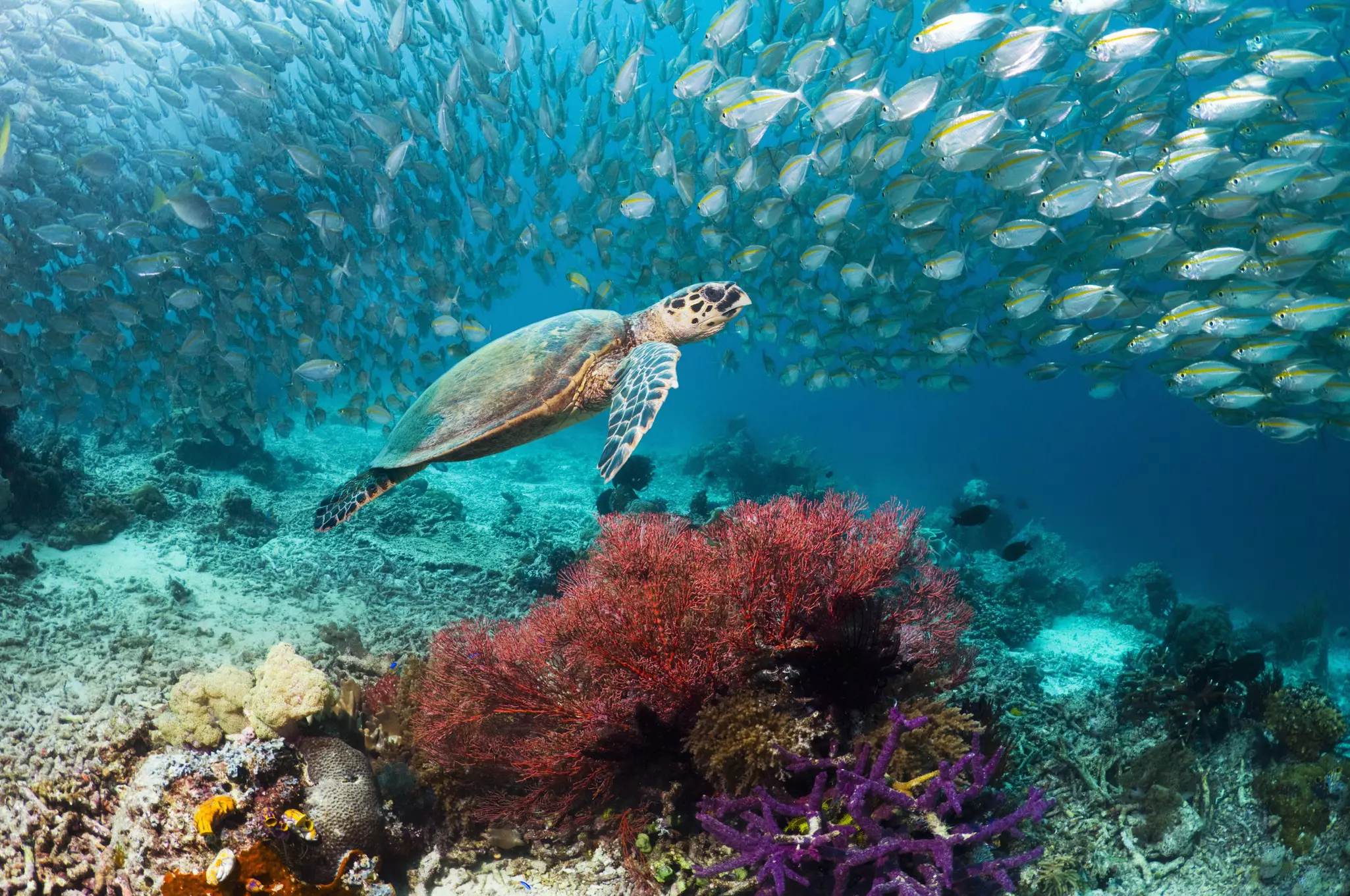 A hawksbill turtle swimming over a coral reef