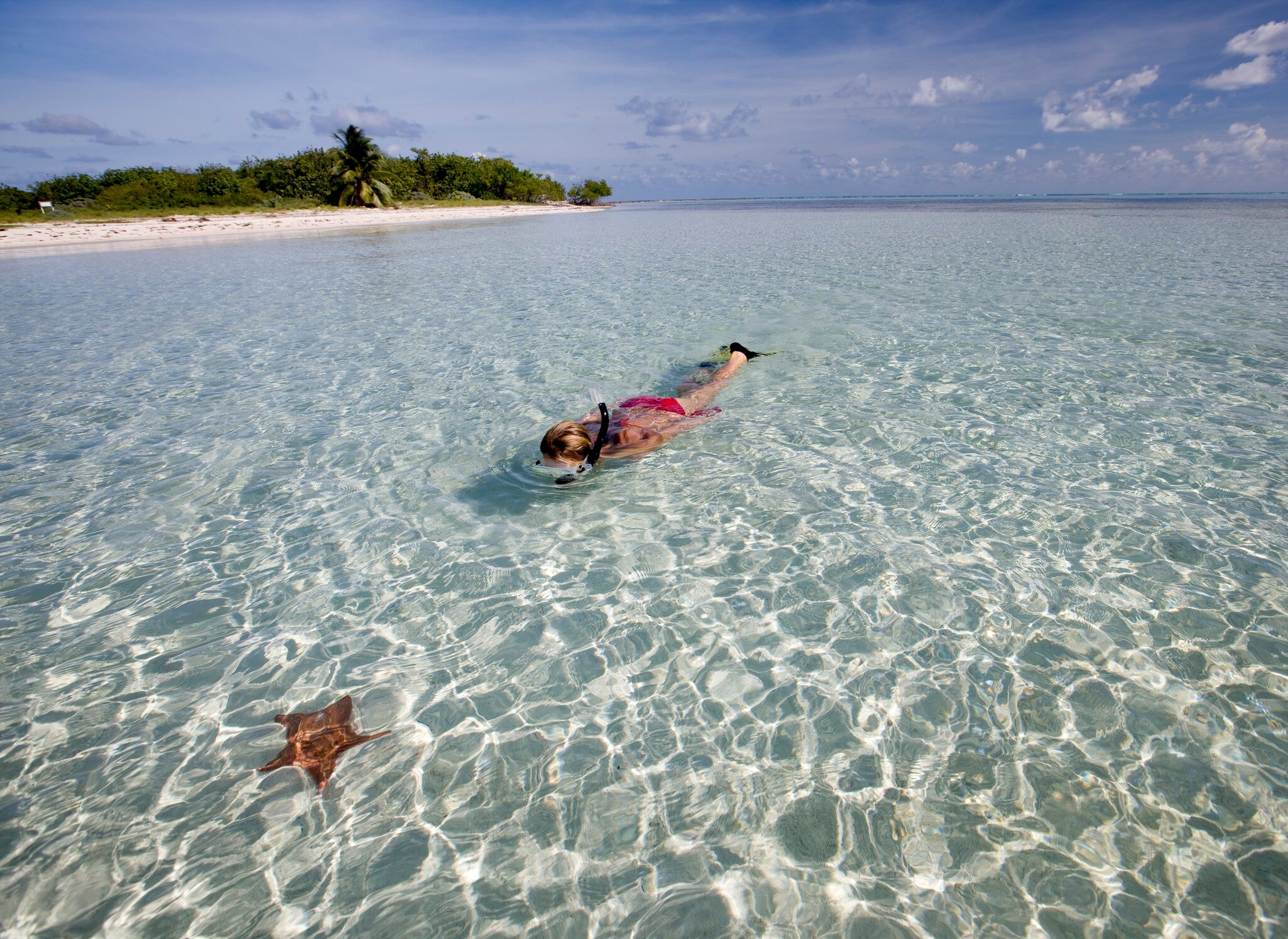 A person snorkels over pale sand near a cushion sea star, with a low palm-fringed beach on the horizon