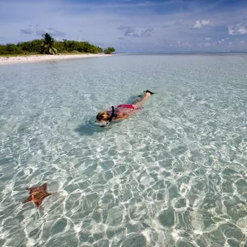 A person snorkels over pale sand near a cushion sea star, with a low palm-fringed beach on the horizon