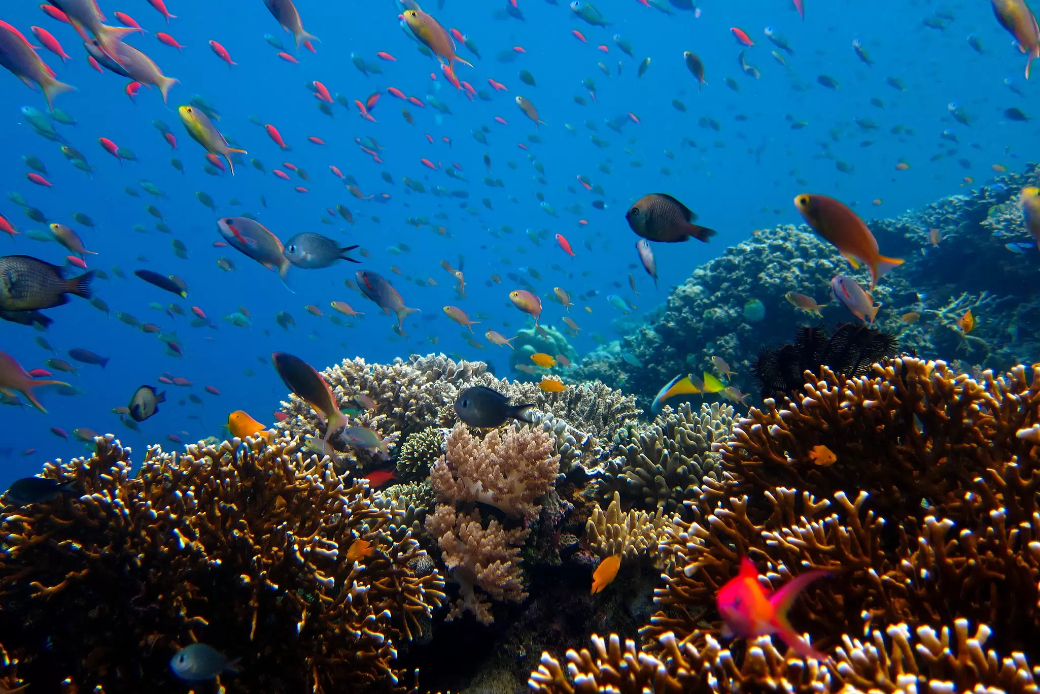 View of colorful fish and coral reefs underwater at Menjangan Island in Indonesia.