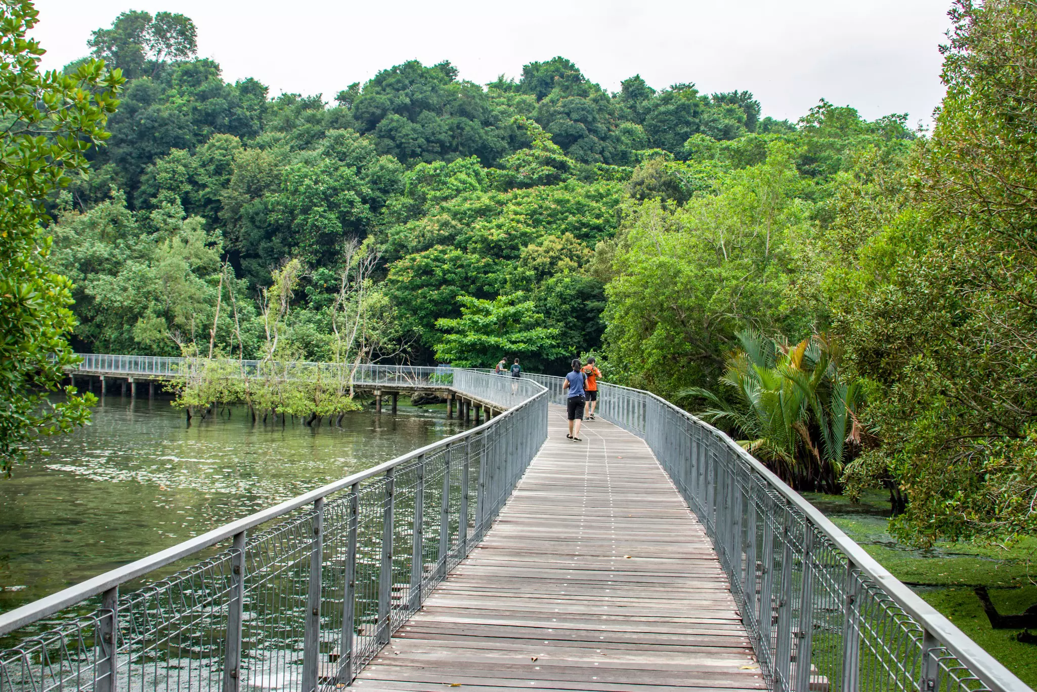 A wooden boardwalk through the Chek Jawa wetland.