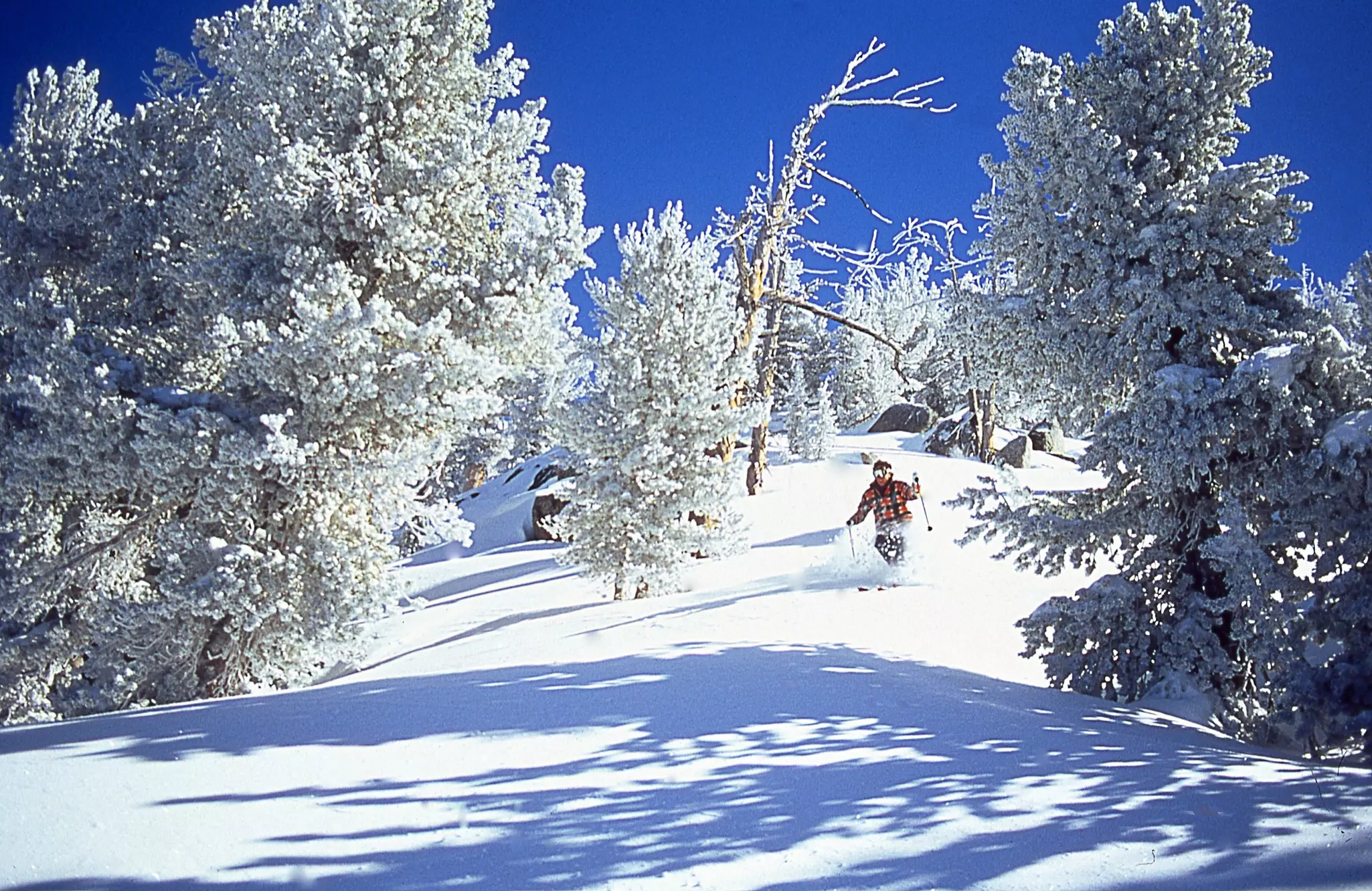 Male skier skiing downhill on powder snow, Lake Tahoe, California, USA