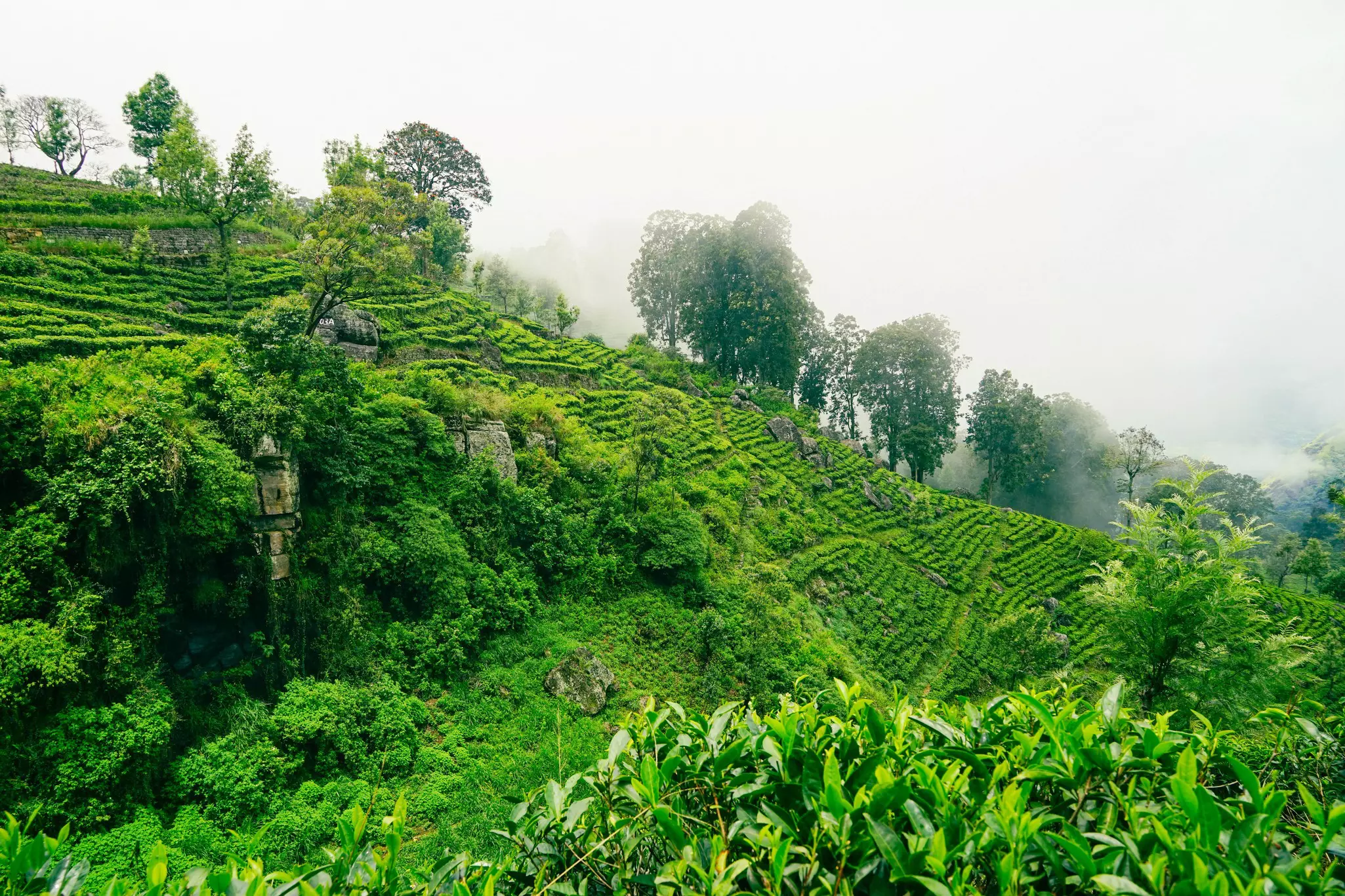 Rolling green fields of the tea estates shrouded in mist in Haputale, Sri Lanka.
