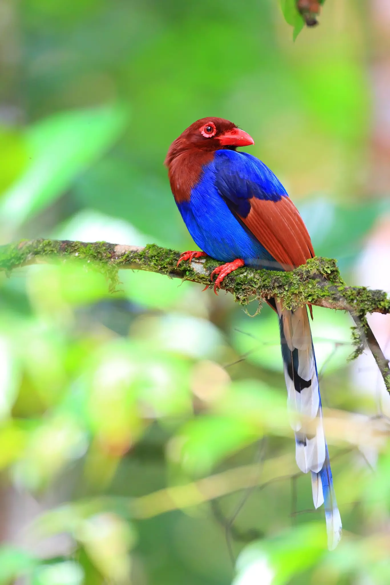 A Sri Lanka blue magpie in Sinharaja Forest Reserve. feathercollector/Shutterstock
