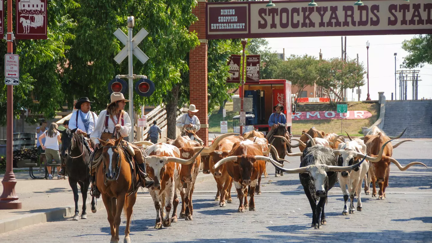 Parade of cowboys and steer cattle in the Fort Worth Stockyards in Texas - stock photo
Fort Worth, Texas - September 2009: A herd of cattle parading through the Fort Worth Stockyards accompanied by cowboys on horseback