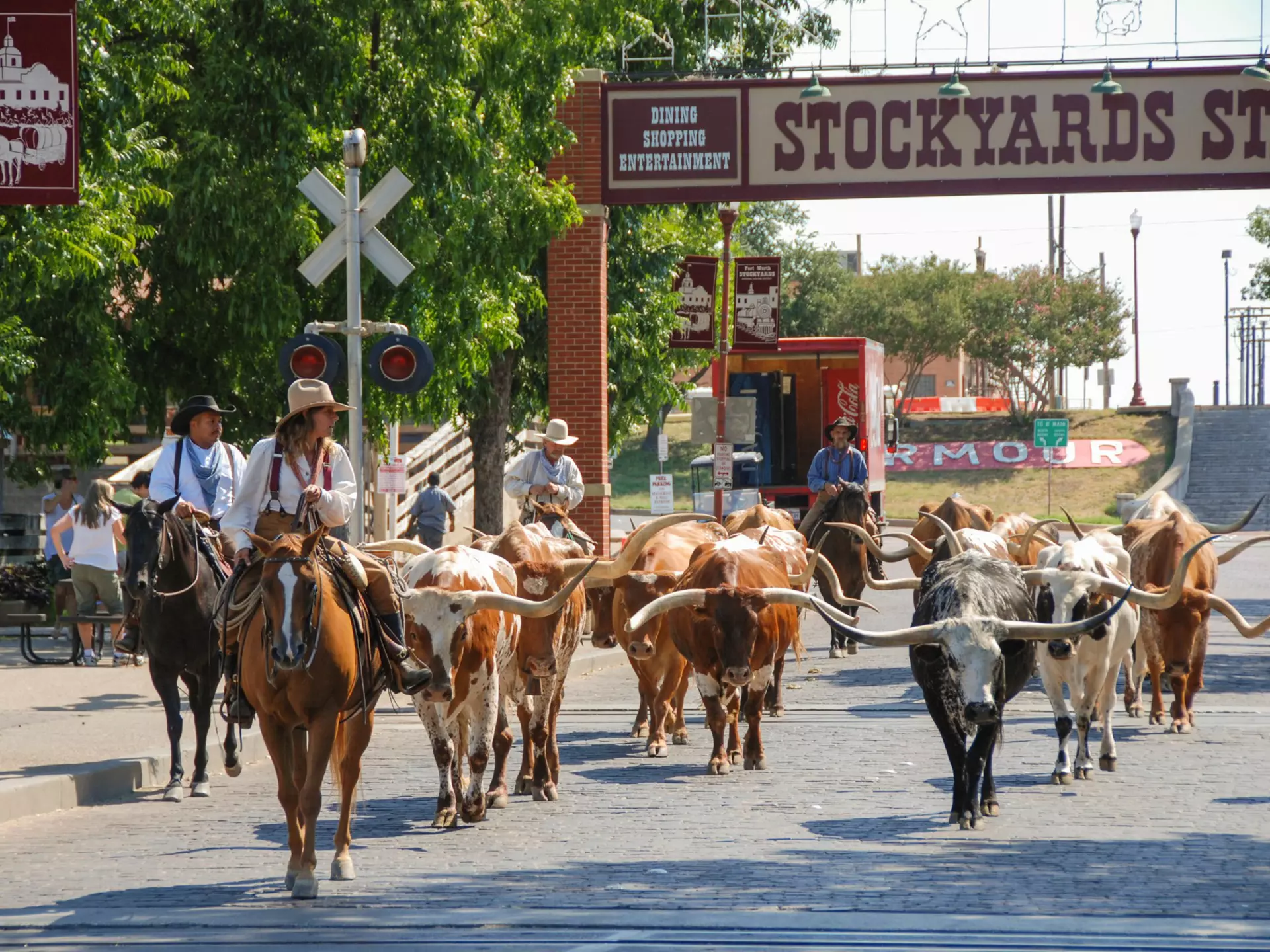 Parade of cowboys and steer cattle in the Fort Worth Stockyards in Texas - stock photo
Fort Worth, Texas - September 2009: A herd of cattle parading through the Fort Worth Stockyards accompanied by cowboys on horseback