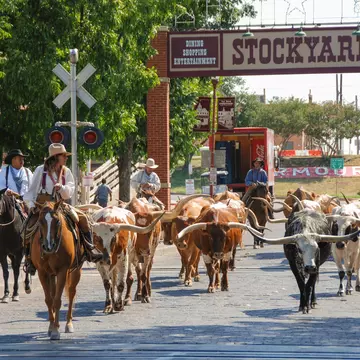 Parade of cowboys and steer cattle in the Fort Worth Stockyards in Texas - stock photo
Fort Worth, Texas - September 2009: A herd of cattle parading through the Fort Worth Stockyards accompanied by cowboys on horseback