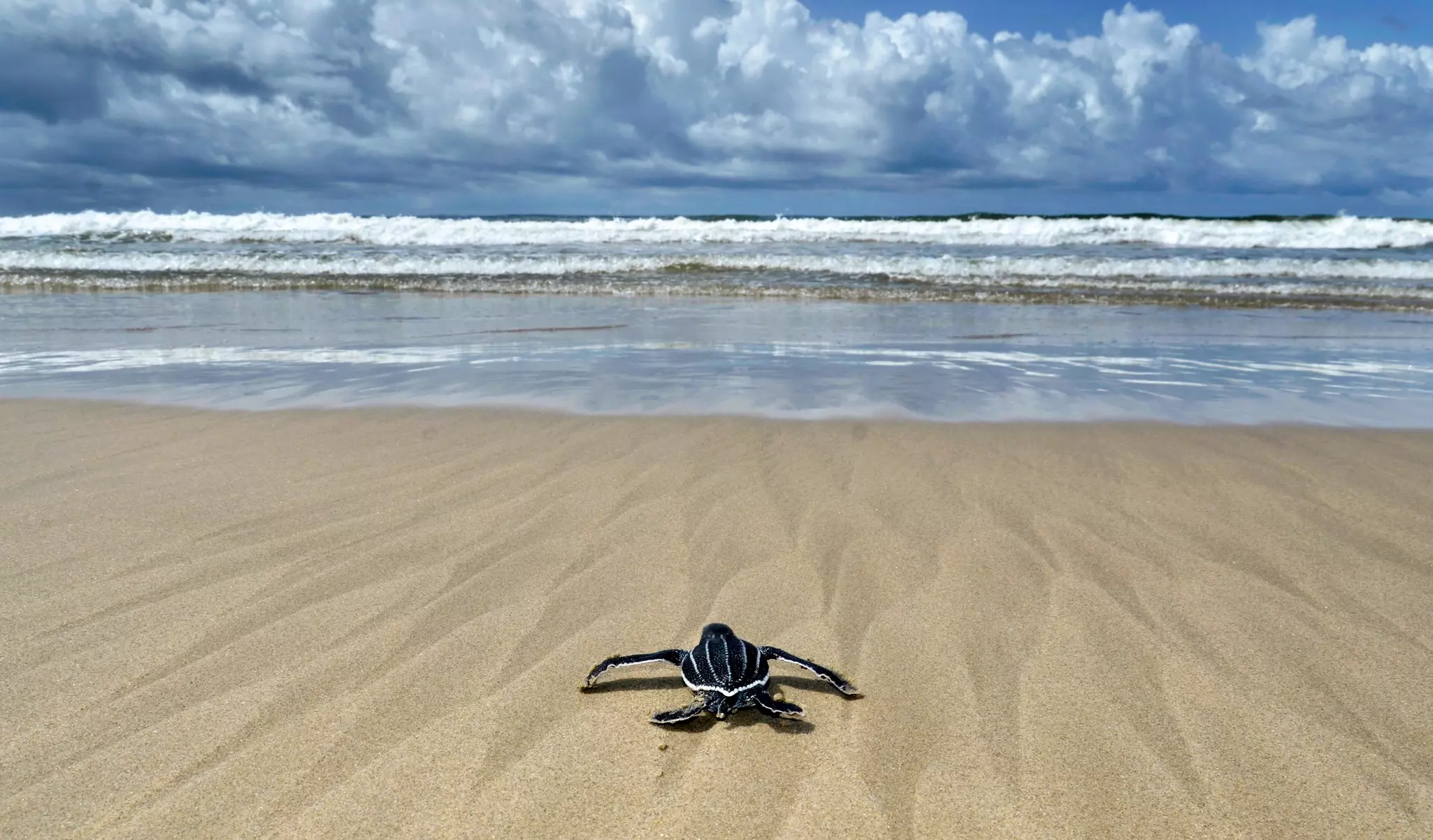 a baby leatherback turtle heads for the sea in Blancheseusse, Trinidad
