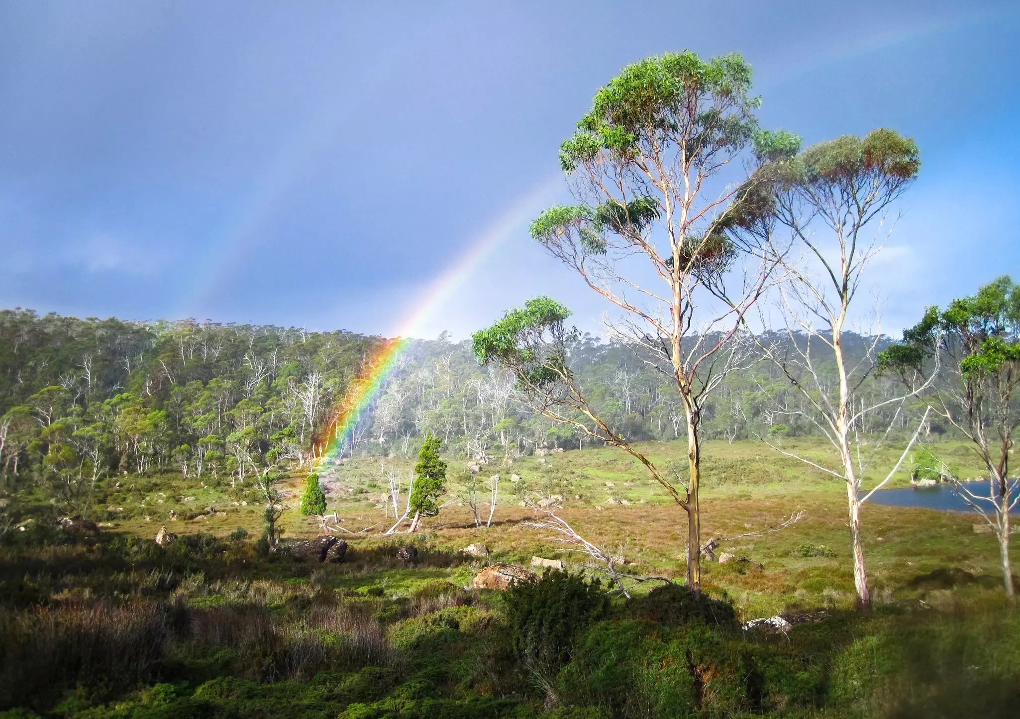 A double rainbow in a eucalypt forest