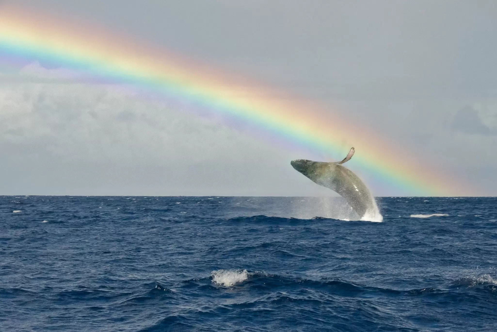 A humpback whale breaches near Lahaina, Maui. share your experiences/Getty Images