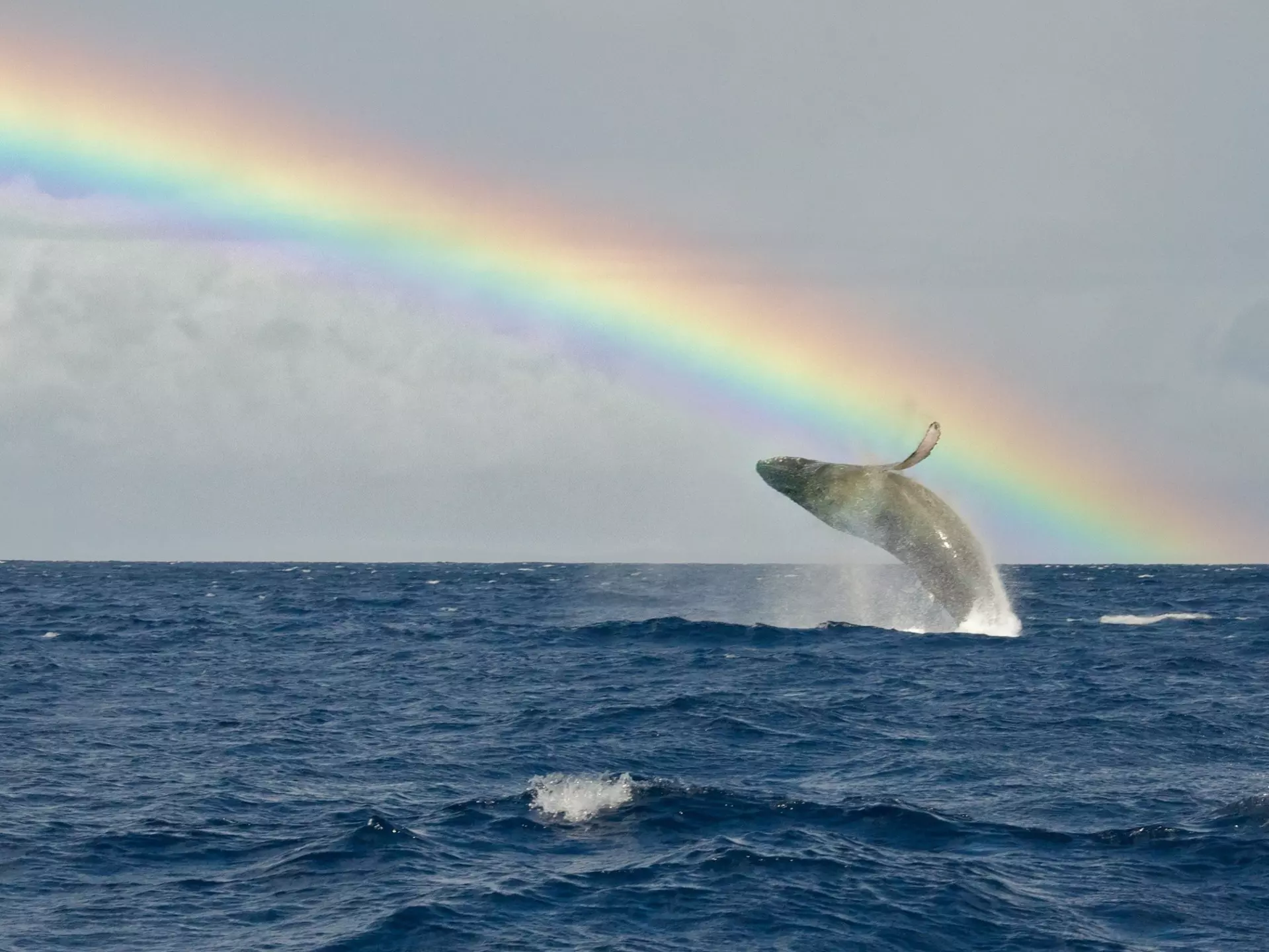 A humpback whale breaches near Lahaina, Maui. share your experiences/Getty Images
