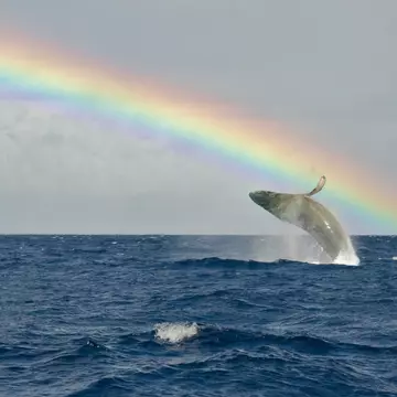 A humpback whale breaches near Lahaina, Maui. share your experiences/Getty Images