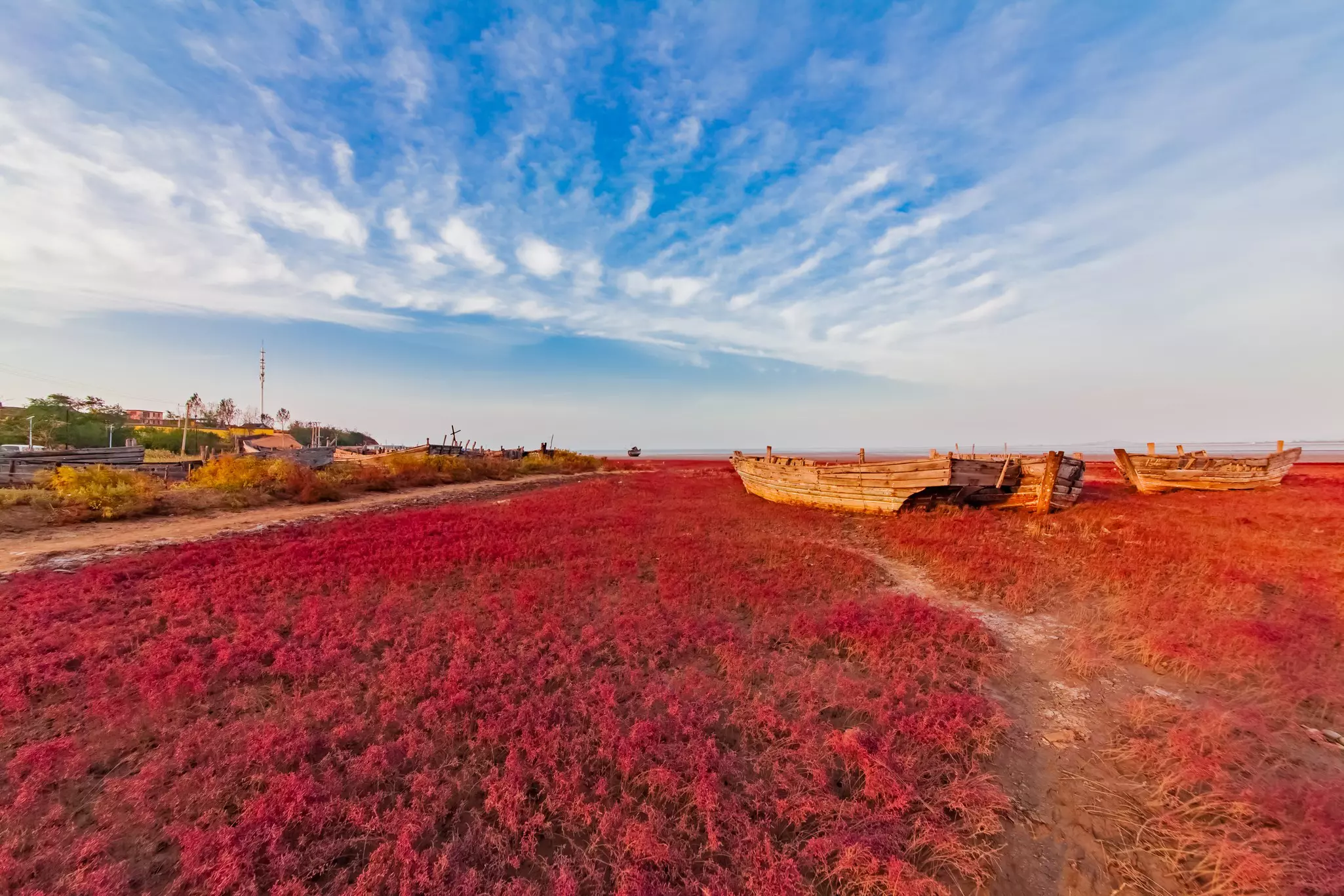 Red plants overtake the landscape of a beach. Wooden structures that appear to be boats rest atop them.
