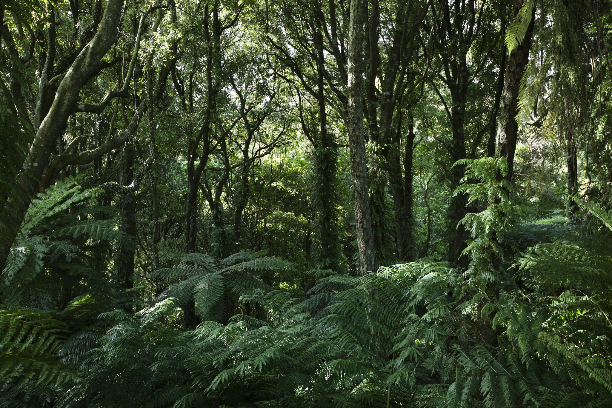 Forest scene from Otari Native Botanic Garden and Wilton's Bush Reserve in New Zealand, Wellington.
962107632