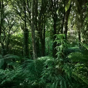 Forest scene from Otari Native Botanic Garden and Wilton's Bush Reserve in New Zealand, Wellington.
962107632
