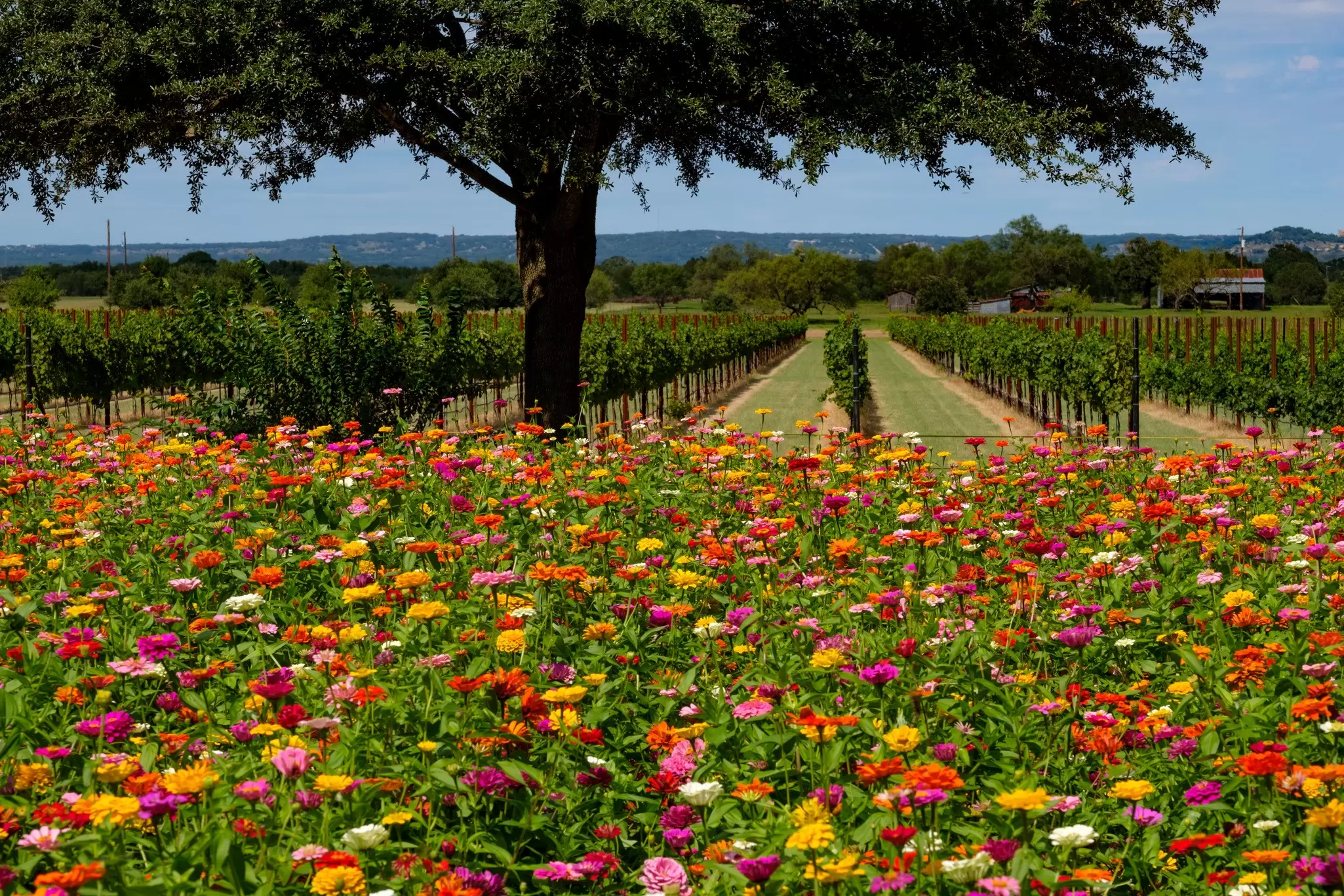 Field of colourful flowers at a vineyard in Texas Hill Country between Johnson City and Fredericksburg. dlewis33/Getty Images