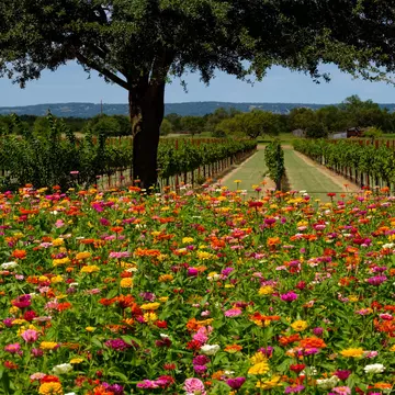 Field of colourful flowers at a vineyard in Texas Hill Country between Johnson City and Fredericksburg. dlewis33/Getty Images