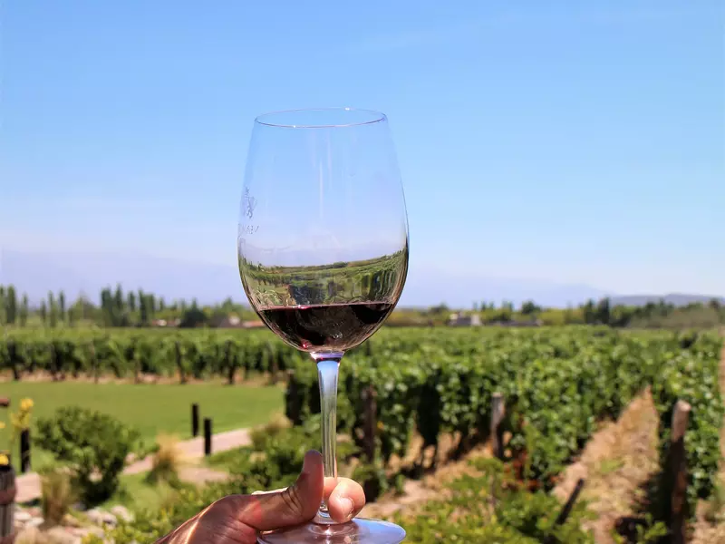 A clear wine glass with red liquid held over green vineyards.