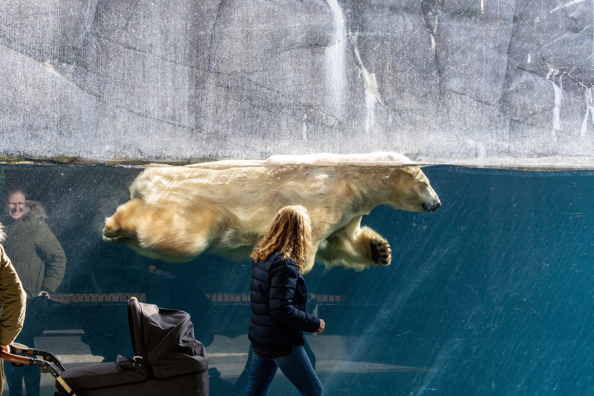 A woman watches a  polar bear swimming in a tank at the Copenhagen Zoo. Copenhagen, Denmark.